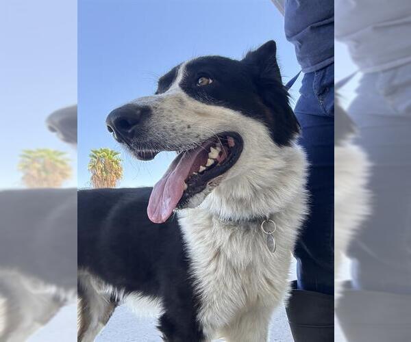 Medium Photo #1 Border Collie-Unknown Mix Puppy For Sale in Bakersfield, CA, USA