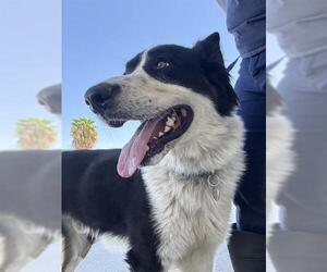 Border Collie-Unknown Mix Dogs for adoption in Bakersfield, CA, USA