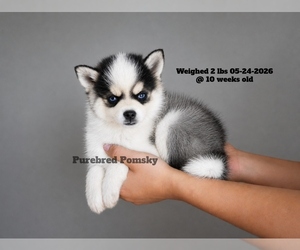 Pomsky Puppy for sale in KANSAS CITY, MO, USA