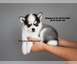 Image preview for Ad Listing. Nickname: Lulu Micro