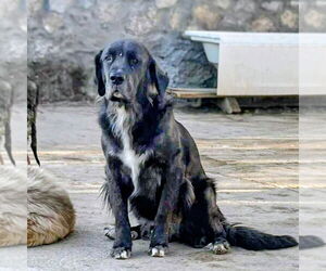 Mutt Dogs for adoption in Vail, AZ, USA