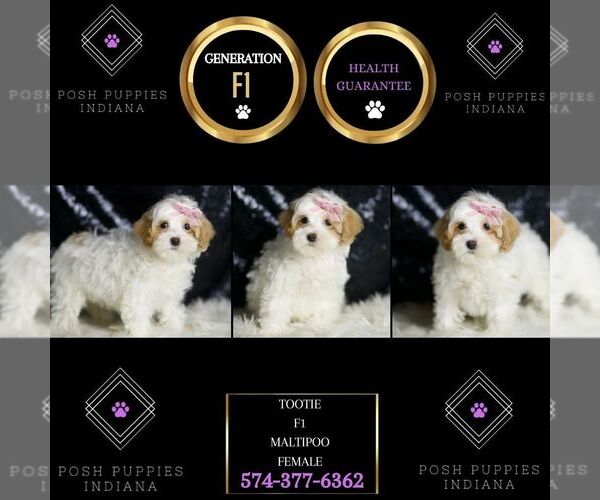Medium Photo #6 Maltipoo Puppy For Sale in WARSAW, IN, USA