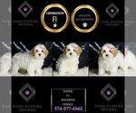 Small #5 Maltipoo