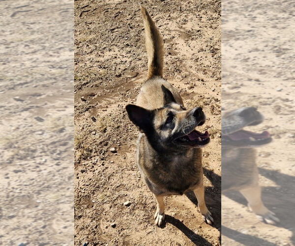 Medium Photo #2 Mutt Puppy For Sale in Amarillo, TX, USA