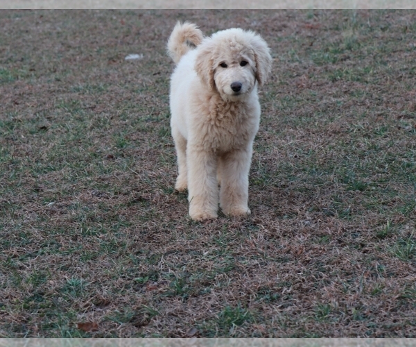 Medium Photo #6 Goldendoodle Puppy For Sale in BRIGHTON, MO, USA