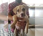 Small #11 American Pit Bull Terrier Mix