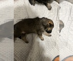 Small #4 German Shepherd Dog