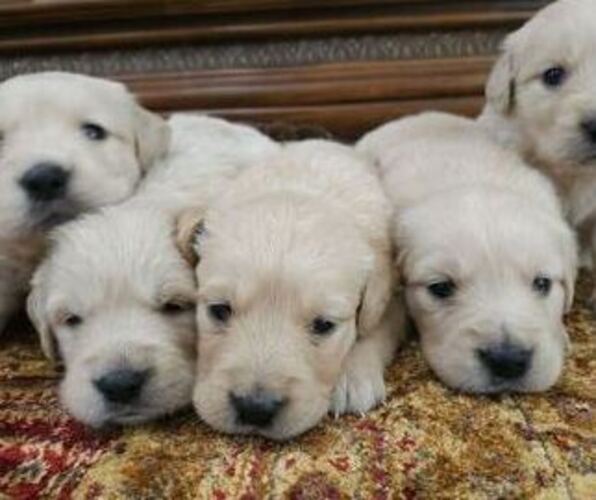 Medium Photo #1 Golden Retriever Puppy For Sale in SACRAMENTO, CA, USA