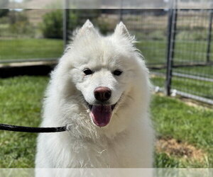Samoyed Dogs for adoption in Pueblo, CO, USA