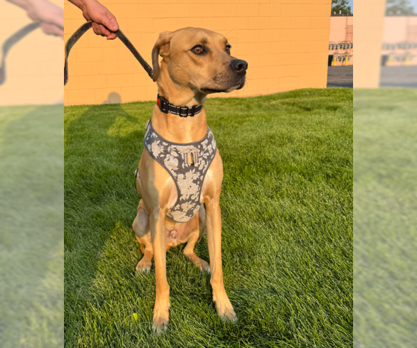 Medium Photo #1 Rhodesian Ridgeback-Unknown Mix Puppy For Sale in Brooklyn Center, MN, USA