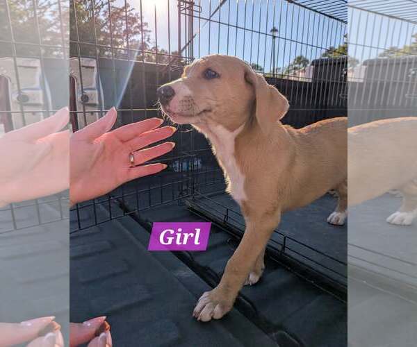 Medium Photo #1 Labrador Retriever-Unknown Mix Puppy For Sale in Sheboygan, WI, USA