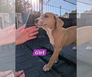 Labrador Retriever-Unknown Mix Dogs for adoption in Sheboygan, WI, USA