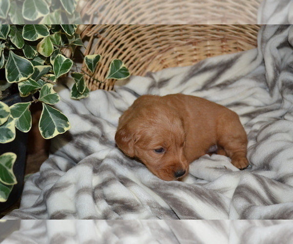 Medium Photo #2 Golden Retriever Puppy For Sale in GREENWOOD, WI, USA