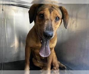 Labrador Retriever-Unknown Mix Dogs for adoption in Grand Prairie, TX, USA