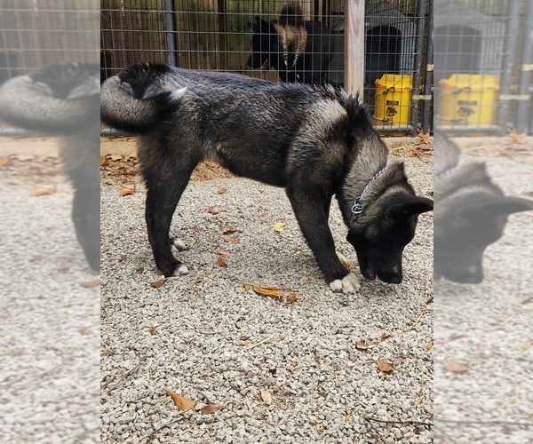 Medium Photo #2 Akita Puppy For Sale in MEM, TN, USA