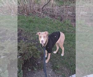 American Bulldog-Unknown Mix Dogs for adoption in Toronto, Ontario, Canada