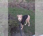 Small American Bulldog Mix
