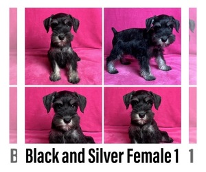 Schnauzer (Miniature) Puppy for sale in BELVA, WV, USA
