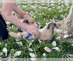 Small Photo #2 American Pit Bull Terrier Puppy For Sale in Crete, IL, USA