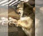 Small #4 Pekingese Mix