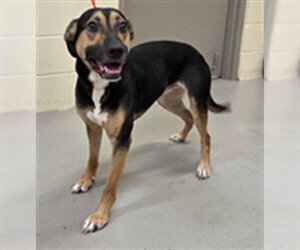 German Shepherd Dog-Unknown Mix Dogs for adoption in Sanford, FL, USA