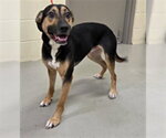 Small German Shepherd Dog Mix