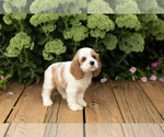 Small #9 Cocker Spaniel