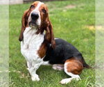 Small #1 Basset Hound