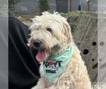 Small Wheaten Terrier Mix