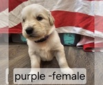Puppy Purple English Cream Golden Retriever