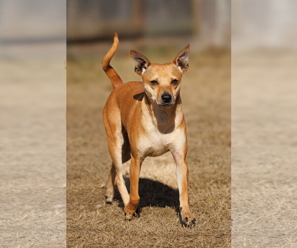 Medium Photo #8 Chihuahua-Unknown Mix Puppy For Sale in McKinney, TX, USA