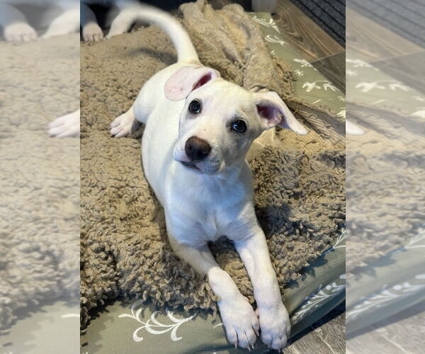 Medium Photo #4 Retriever -Unknown Mix Puppy For Sale in Boston, MA, USA