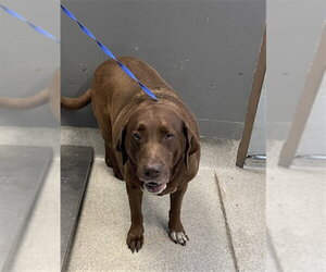 Labrador Retriever-Unknown Mix Dogs for adoption in Tallahassee, FL, USA