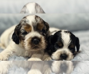 Cocker Spaniel Puppy for Sale in JACKSONVILLE, Texas USA