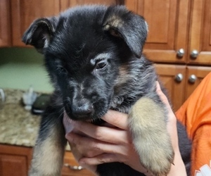 German Shepherd Dog Puppy for sale in PENSACOLA, FL, USA