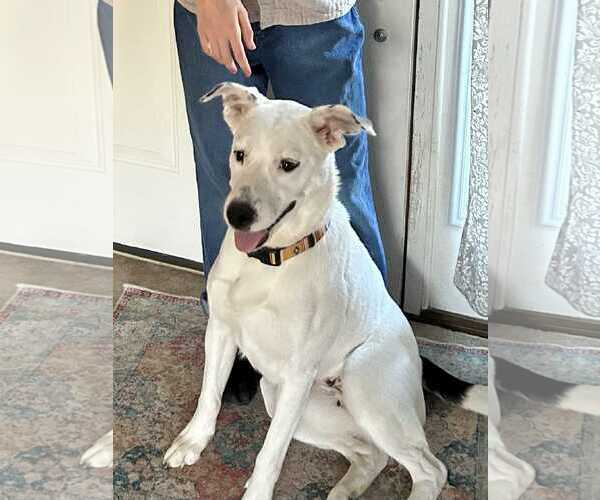 Medium Photo #1 Labrador Retriever-Unknown Mix Puppy For Sale in Germantown, OH, USA