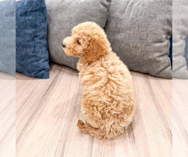 Medium Photo #25 Miniature Labradoodle Puppy For Sale in MILLERSBURG, OH, USA
