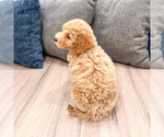 Small #3 Miniature Labradoodle