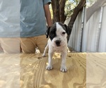 Small #2 American Bulldog