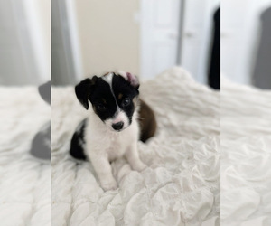 Aussie-Corgi-Pembroke Welsh Corgi Mix Puppy for sale in DENVER, CO, USA