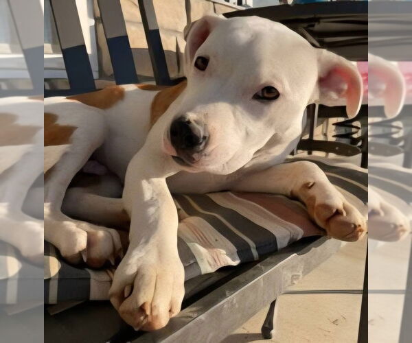 Medium Photo #4 American Bulldog-Unknown Mix Puppy For Sale in Alexander, AR, USA