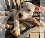 Small #3 American Bulldog Mix