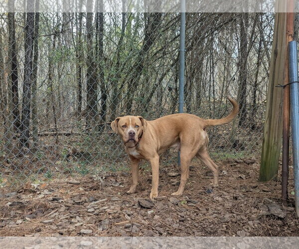 Medium Photo #3 Mutt Puppy For Sale in McCormick, SC, USA