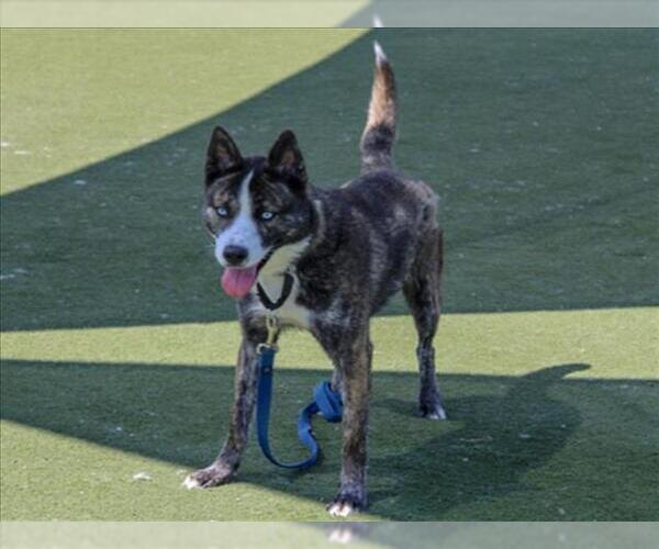 Medium Photo #2 Siberian Husky-Unknown Mix Puppy For Sale in Martinez, CA, USA