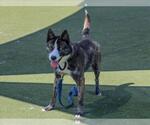 Small #1 Siberian Husky Mix