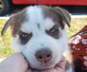Siberian Husky Puppy for sale in OXNARD, CA, USA