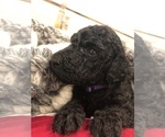 Small Photo #3 Poodle (Standard) Puppy For Sale in PLANT CITY, FL, USA