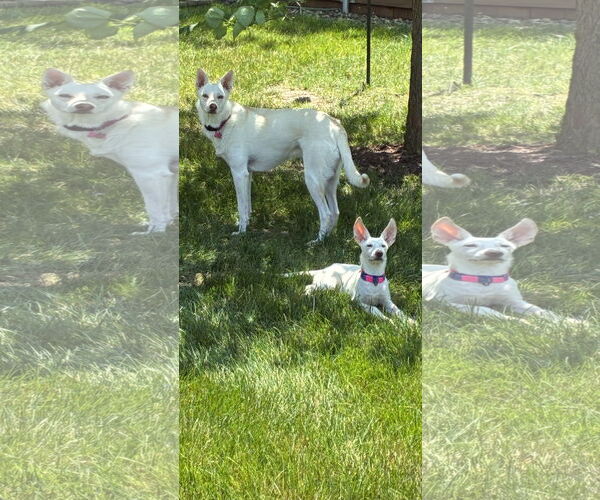 Medium Photo #3 - Mix Puppy For Sale in Hoffman Estates, IL, USA
