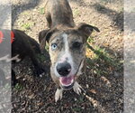 Small #10 Catahoula Leopard Dog Mix