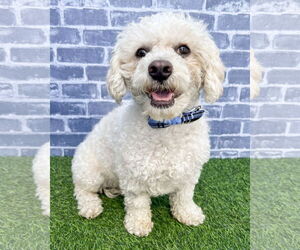 Bichon Frise-Unknown Mix Dogs for adoption in Corona, CA, USA